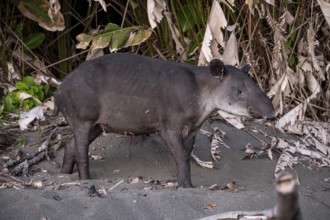 Baird's tapir (Tapirus bairdii), juvenile, in the rainforest, Corcovado National Park, Osa,