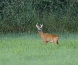 Roe deer (Capreolus capreolus), roebuck standing in a meadow and looking attentively, wildlife,