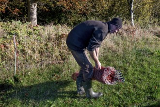 Shepherd rolling up the willow nets, Mecklenburg-Western Pomerania, Germany, Europe