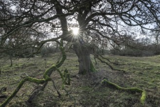 English oaks (Quercus robur) in the Hutewald forest, Emsland, Lower Saxony, Germany, Europe