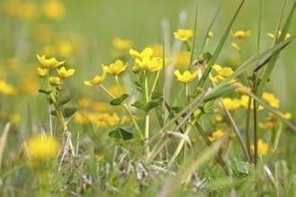 Marsh marigold (Caltha palustris), flowers of wetland biotopes, yellow flower, Flusslandschaft