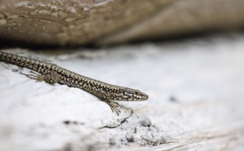 A wood lizard sunbathing on a log in Morsbach, 09/07/2024