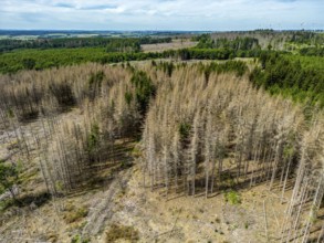 Cleared forest in the Eggegebirge, near Lichtenau, Paderborn district, site of a spruce forest that