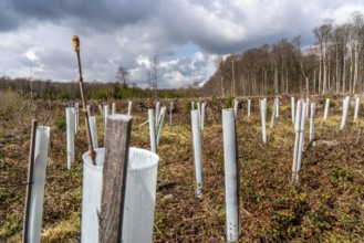 Reforestation in the Arnsberg Forest near Rüthen-Nettelstädt, Soest district, young trees in