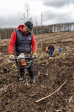 Reforestation in the Arnsberg Forest near Warstein-Sichtigvor, Soest district, forestry workers