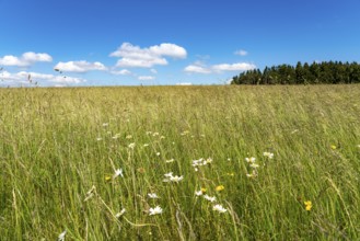 Forest, landscape, pasture with high grass, vastness, clouds, summer in Hochsauerlandkreis, North