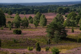 Flowering heath, heather and juniper bushes, near Wilseder Berg, in the Lüneburg Heath nature