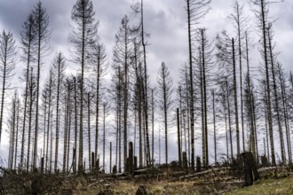 Dead spruce trees, broken by wind, lying in disarray, forest dieback in the Arnsberg Forest nature