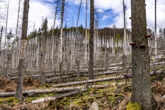 Dead spruce trees, broken by wind, lying in disarray, forest dieback in the Arnsberg Forest nature