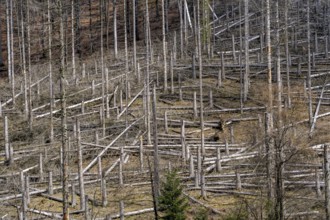 Dead spruce trees, broken by wind, lying in disarray, forest dieback in the Arnsberg Forest nature