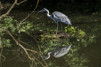 Grey heron in an oxbow lake of the Ruhr, in the Saarn-Mendener Ruhrauen, nature reserve, Mülheim an