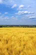 Cereal fields east of Unna, near the village of Hemmerde, North Rhine-Westphalia, Germany, Europe