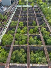 Duisburg-Nord Landscape Park, former Thyssen steelworks, closed in 1985, since then trees have been