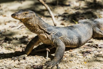 Water monitor (Varanus salvator), monitor lizard, lizard, reptile, animal, wild, free-living,