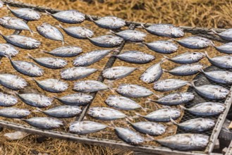 Mackerel drying in the sun, fish, drying, sun, tradition, traditional, dried, dried, salt, salted,