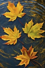 Autumn leaves in hues of orange and red floating on water, AI generated