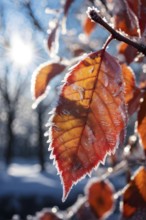 Detailed close-up of frost patterns on colored autumn leaves, AI generated