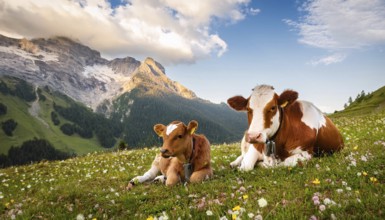 A brown cow and a calf resting on an alpine meadow, Studio, KI generated, AI generated