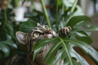 Close up of cat trying to eat tropical Monstera houseplant. KI generiert, generiert, AI generated