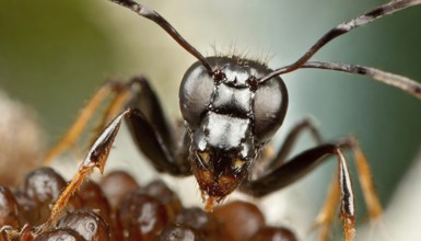 Animals, symbol, close-up of an ant, AI-generated, AI generated