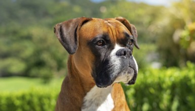 Pets, Dog, German Boxer, AI-generated, AI generated