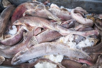 Lesser Spotted Dogfish also called Small Spotted Catshark, Scyliorhinus canicula, freshly landed in