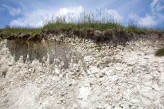 Close up soil profile cross section showing thin topsoil layer on top of white chalk rock