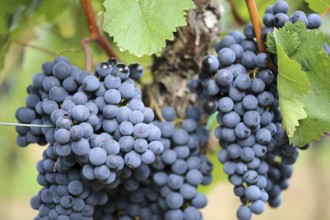 Close-up of ripe blue-green grapes near Meckenheim, Palatinate