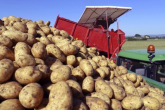 Agriculture potato harvesting with harvester (Mutterstadt, Rhineland-Palatinate)