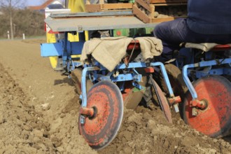 Agriculture potato cultivation and potato plants (Ludwigshafen, Rhineland-Palatinate)