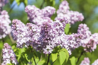 Blooming lilac in the botanical garden in spring