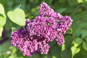 Blooming lilac in the botanical garden in spring