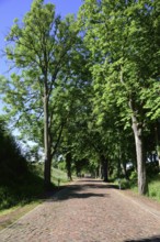 Europe, Germany, Mecklenburg-Western Pomerania, old avenue with cobblestones near Kaarz, Kaarz,