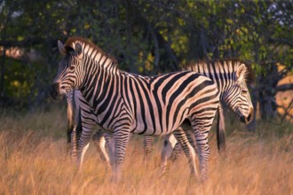 Africa, Botswana, plains zebra, Equus quappa, Botswana, Africa