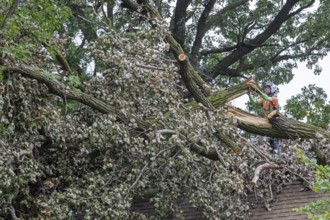 Detroit, Michigan, A storm with 70mph wind gusts blew down a 15-ton, 110-foot cottonwood, damaging