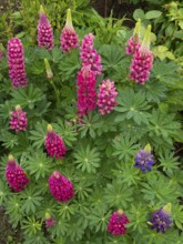 Garden scene with bright pink flowers and green leaves in a lush, colorful setting, Common Nine