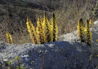 Yellow broomrape, Cistanche phelypaea, flowering in Paraje Natural de Karst en Yesos, Almeria,