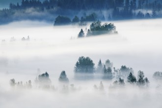 Fog and forest at the Rothenthurm high moor, Canton Schwyz, Switzerland, Europe