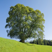 Large lime tree in Oberägeri, Canton Zug, Switzerland, Europe