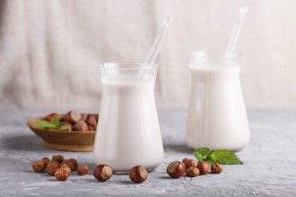 Organic non dairy hazelnut milk in glass and wooden plate with hazelnuts on a gray concrete