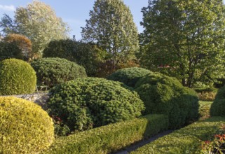 Cottage garden with green lawn, trees, hedges, trimmed bushes and large mountain pines. Modern