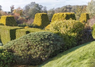 Cottage garden with green lawn, trees, hedges, trimmed bushes and large mountain pines. Modern