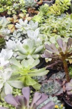 Various types of succulent in flower pots in the greenhouse. Closeup, selective focus