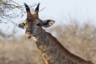 South African giraffe (Giraffa camelopardalis giraffa), young animal looking at camera, animal