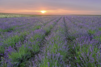 Lavender field in the Lipperland near Detmold Germany