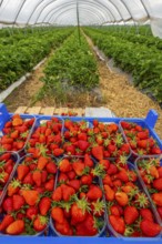 Harvest of strawberries, strawberry cultivation in the open, under a foil tunnel, young strawberry