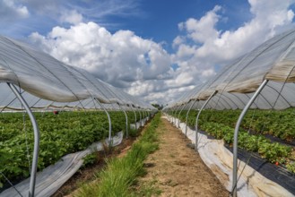 Harvest of strawberries, strawberry cultivation in the open, under a foil tunnel, young strawberry