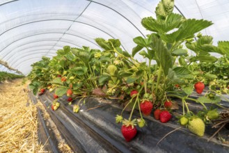 Harvest of strawberries, strawberry cultivation in the open, under a foil tunnel, young strawberry