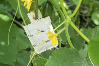 Cultivation of mini cucumbers, snack cucumbers, in a greenhouse, bags with beneficial insects that