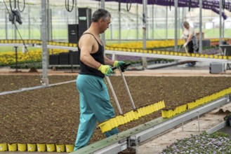 Horticultural business, greenhouse, freshly potted young plants are placed on beds to grow there,